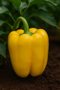 Yellow Beauty F1 Hybrid Pepper for Polyhouse