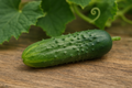 Hybrid Cucumber